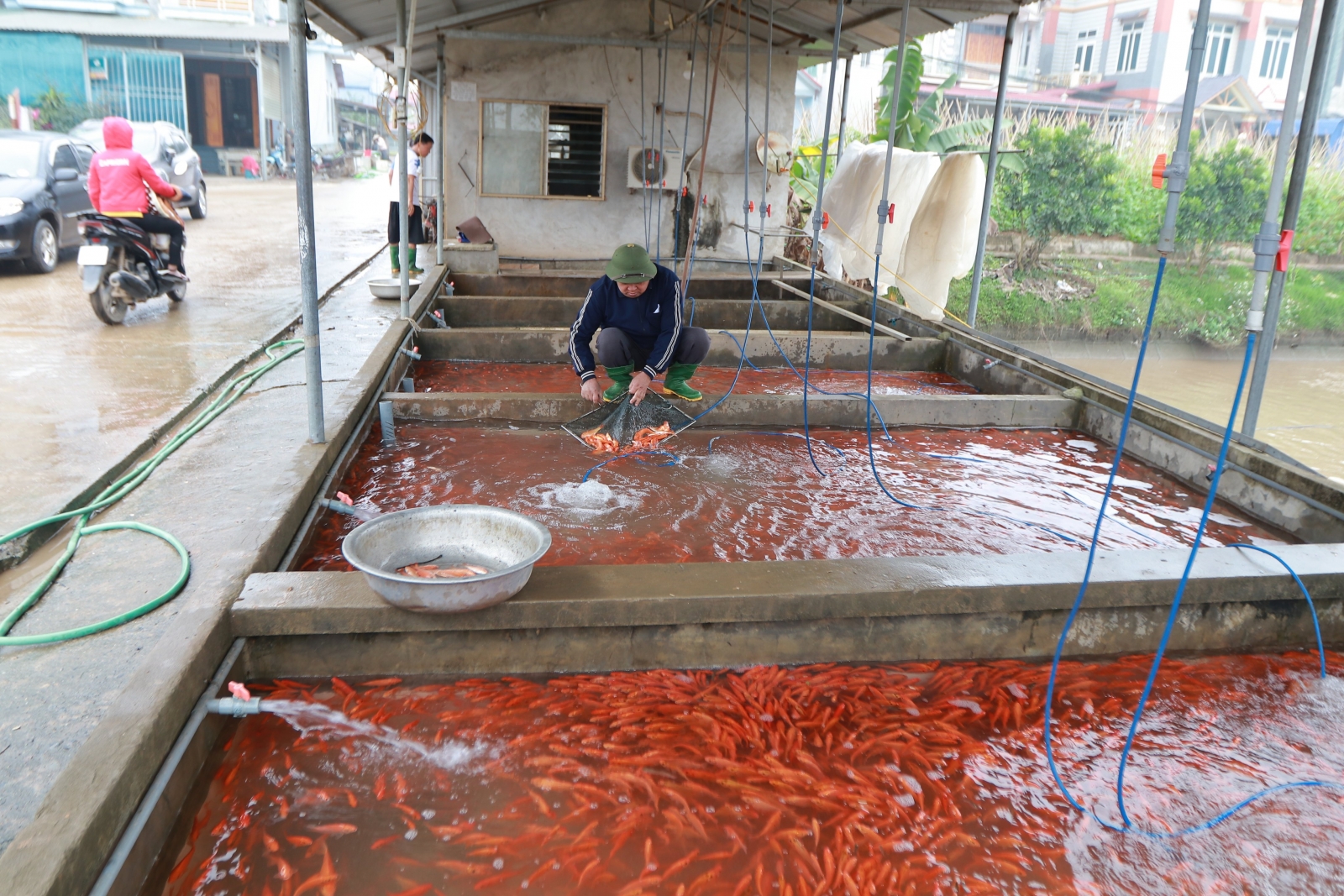 Phú Thọ: Làng nghề nuôi cá chép đỏ vào vụ Tết